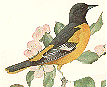 Baltimore Oriole GIF