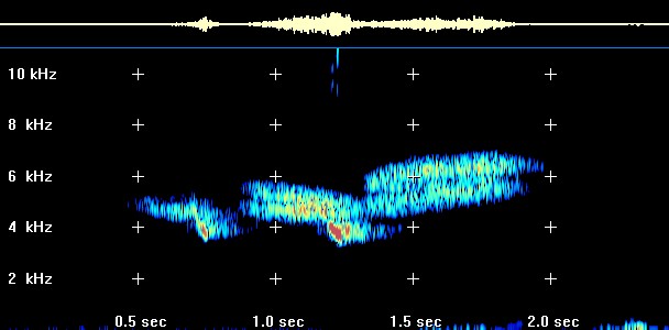 Black-throated Blue Warbler sonagram