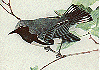 Black-throated Blue Warbler GIF