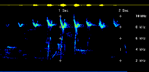 Blackpoll Warbler sonagram