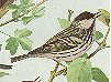 Blackpoll Warbler GIF