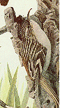 Brown Creeper GIF