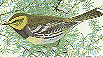 Black-throated Green Warbler GIF