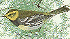 Black-throated Green Warbler