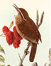 Carolina Wren GIF