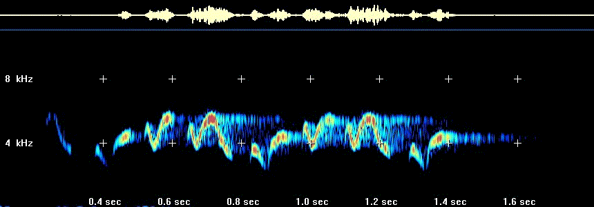 Common yellowthroat sonagram