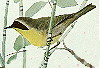 Common Yellowthroat GIF