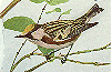 Chestnut-side Warbler GIF