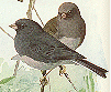 Dark-eyed Junco GIF