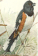 Eastern Towhee GIF