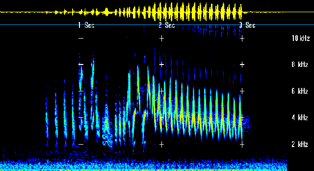 House Wren sonagram