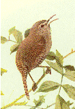 House Wren GIF