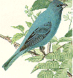 Indigo Bunting GIF