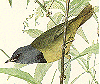 Mourning Warbler GIF