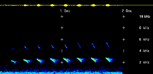  osprey sonagram