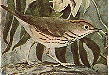 Ovenbird GIF