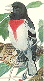 Rose-breasted Grosbeak GIF