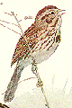 Song Sparrow GIF
