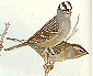 White-crowned Sparrow GIF