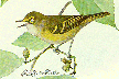 White-eyed Vireo GIF