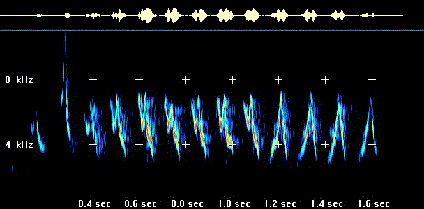 Wilson's Warbler sonagram