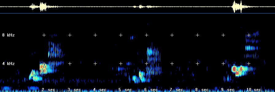 Wood Thrush Sonogram