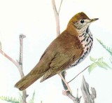 Hermit Thrush jpg