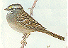 White-throated Sparrow