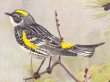 Yellow-rumped Warbler