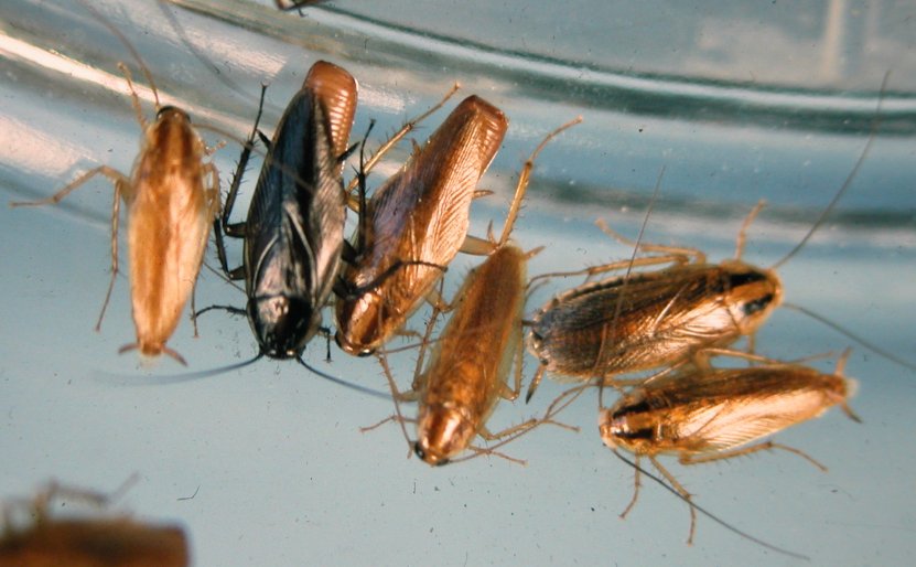 Blattellinae