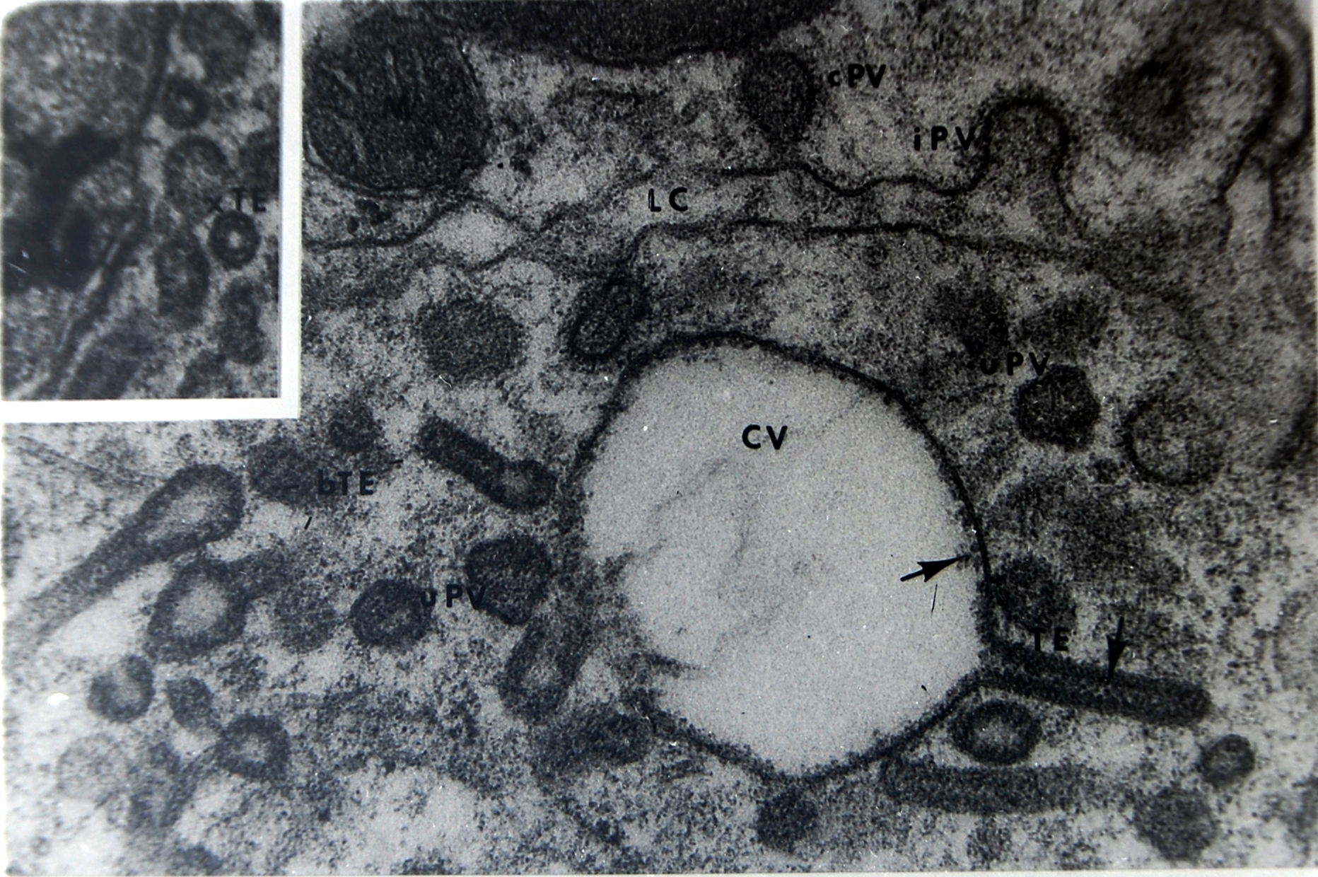 Pericardial Cells