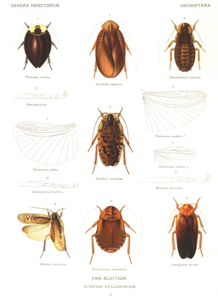 Plate I