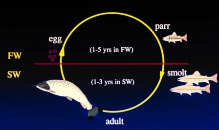 salmon lifecycle