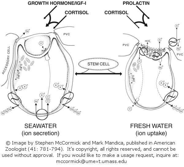 Hormonal control of chloride cells in teleost fishes