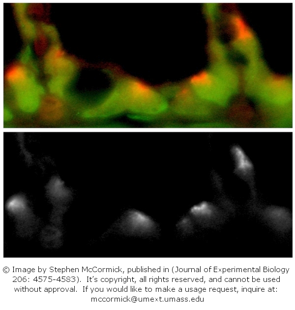 Chloride cells in the gills of the Hawaiian goby