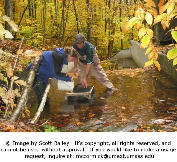 Setting up a cage study in a stream weir at Hubbard Brook, NH.