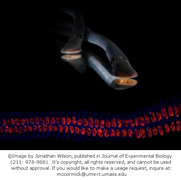 Metamorphic juvenile sea lamprey and their chloride cells (red)