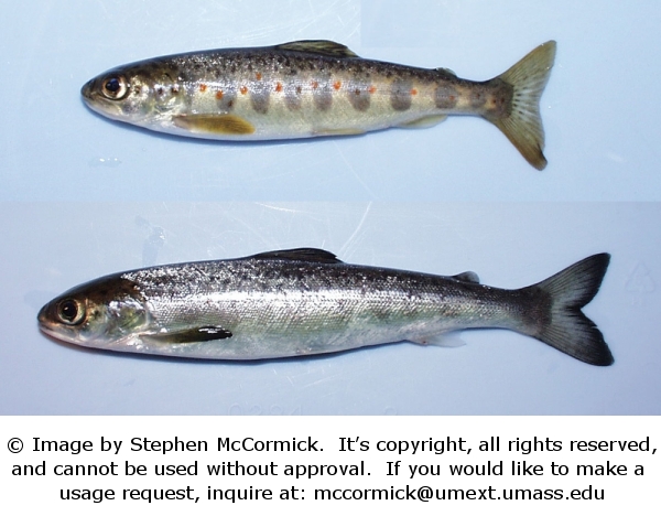 Juvenile Atlantic salmon: parr and smolt