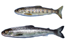 salmon parr and smolt stages