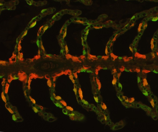 Immunohistochemistry staining for ion transporters