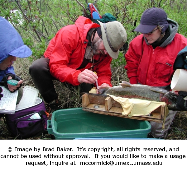 Catch and release rainbow trout project, Alagnak River, AK