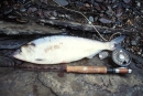 shad adult