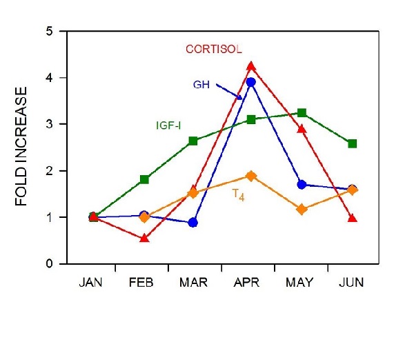 Changes in circulating hormones during smolt development.