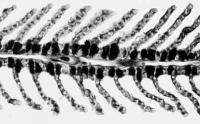 fish gills showing chloride cells