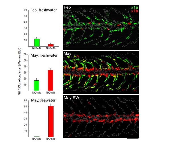 Changes in NKA isoforms during smolt development and seawater exposure