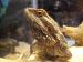 Meet Charles Darwin, our handsome Bearded Dragon