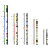 Functional and Comparative Genomics Functional and Comparative Genomics