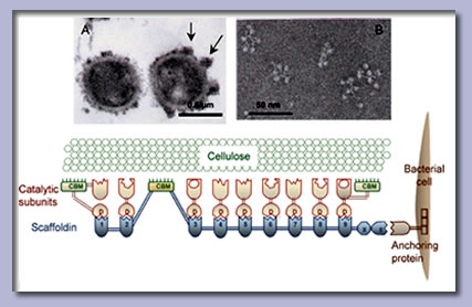 Cellulosome elektronmikroszkópos képe. A Clostridium thermocellum sejtek felületén lévő cellusome aggregátumokat a nyilak jelzik (A). A Clostridium papyrosolvens egyedi cellusome nagyítása (B). A cellusome és a cellulóz kapcsolódása (C).