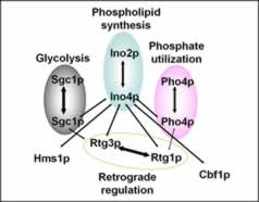 Fig. 1. Yeast bHLH protein interaction map.