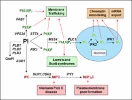 Fig. 2. PI metabolism pathways with associated cellular functions.